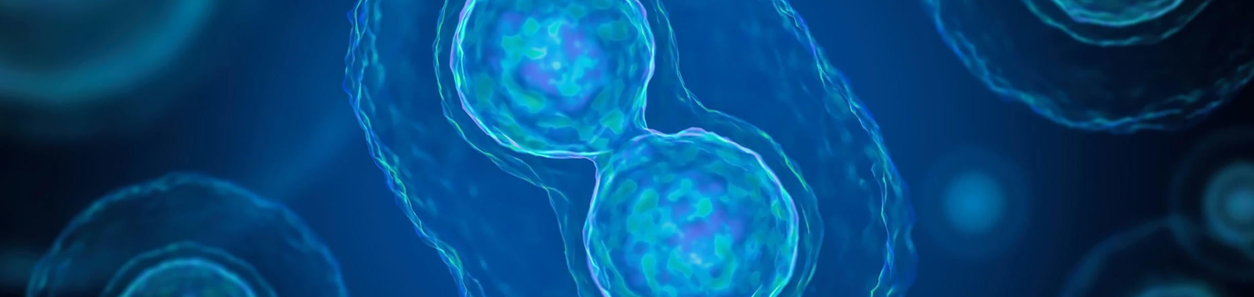 blue cells dividing (c) iStock